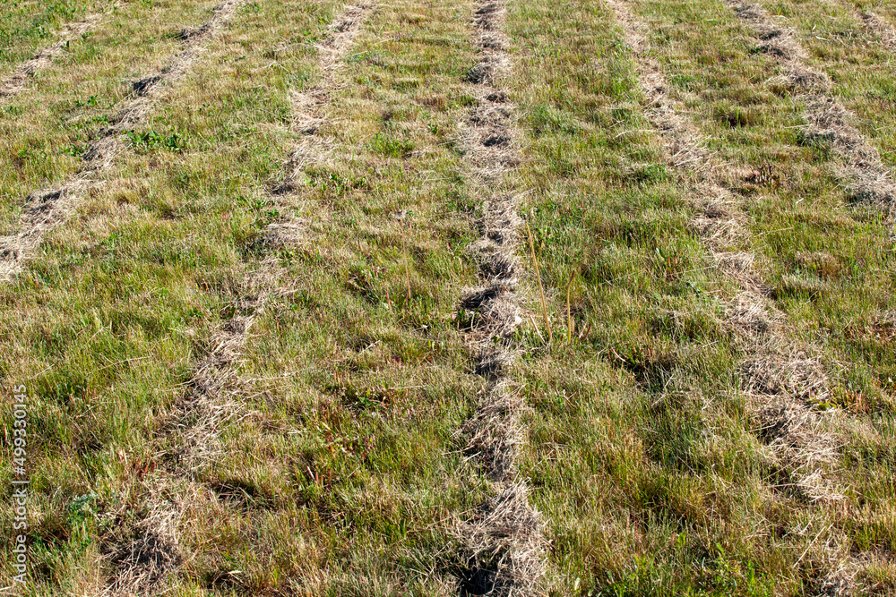 mown dried grass for feeding livestock on the farm mown dried grass for feeding livestock on the farm