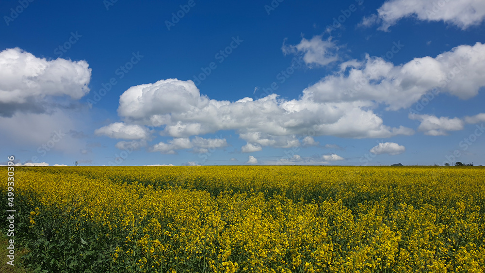 Rapeseed field in summer blue sky and white clouds horizon