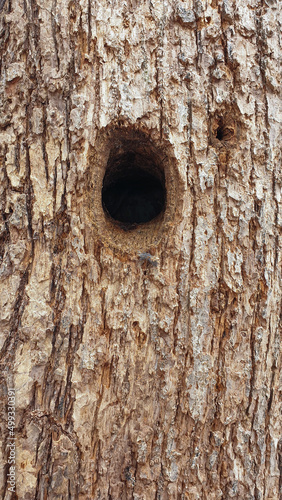 A hollow in the trunk of a tree