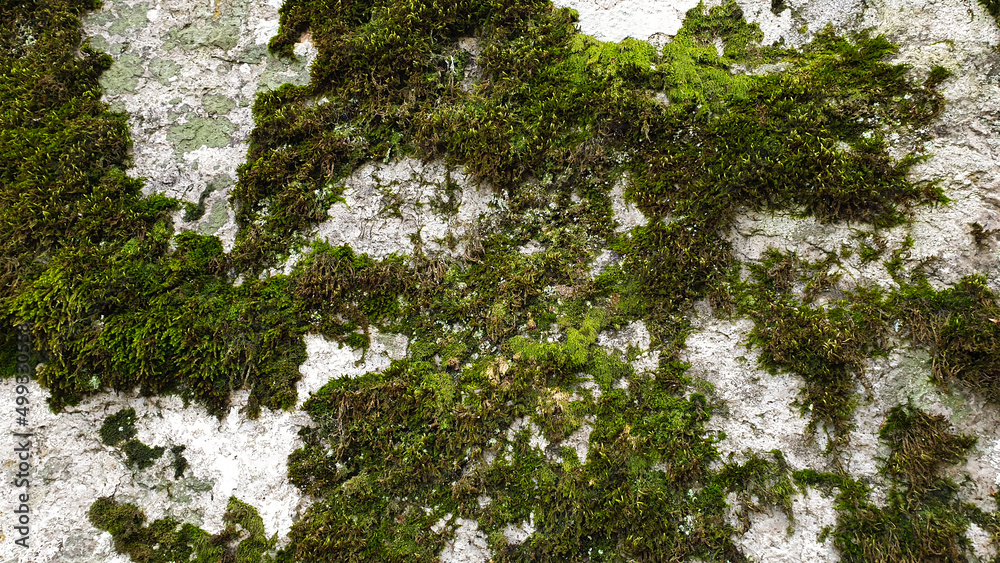 Obraz premium A stone covered with moss