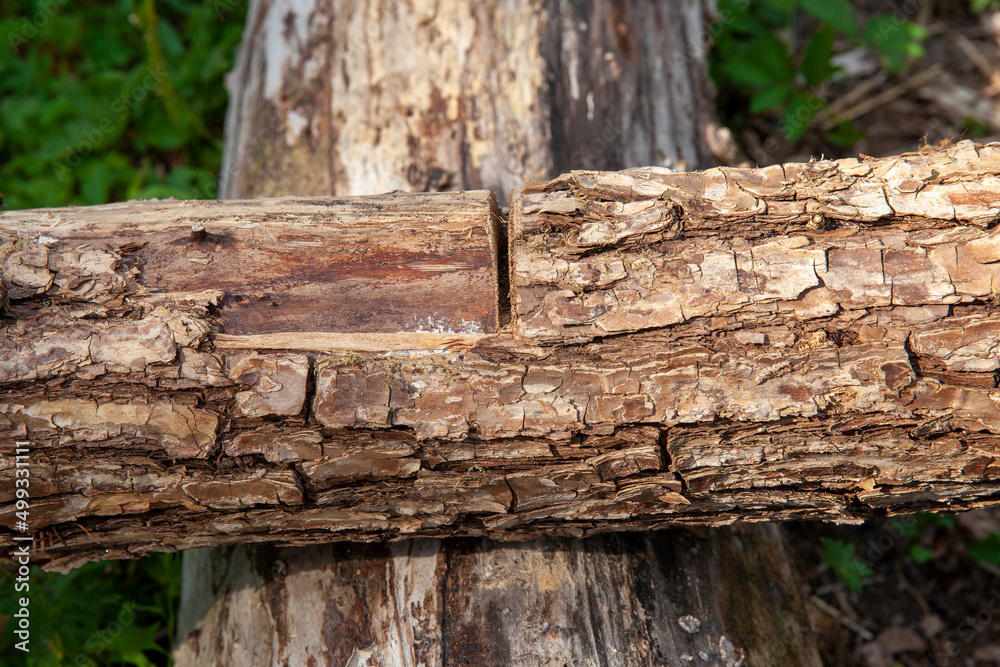 pine wood of coniferous trees during logging pine wood of coniferous trees during logging