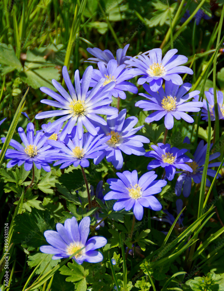 spring meadow full of gorgeous purple Balkan anemones on a sunny April day on island of Mainau in Germany