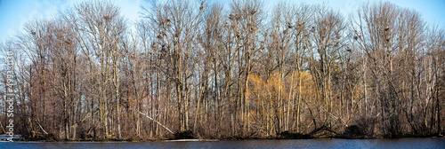 Island with a Blue Heron Rookery taken from Rookery View Park in Wausau, Wisconsin in the spring photo
