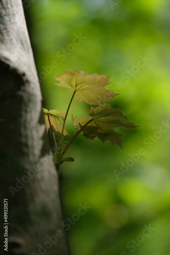nature leaves on tree
