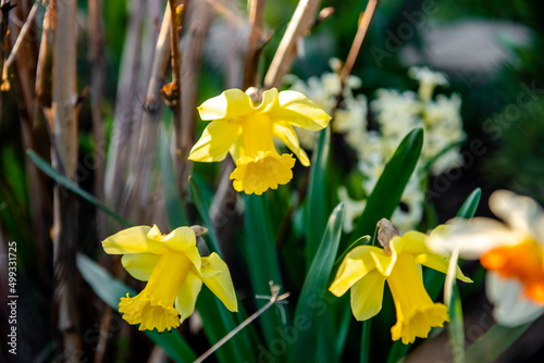 Flowers daffodils (Narcissus) yellow and white. Spring flowering bulb plants in the flowerbed. Selective focus