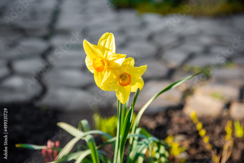 Flowers daffodils (Narcissus) yellow and white. Spring flowering bulb plants in the flowerbed. Selective focus