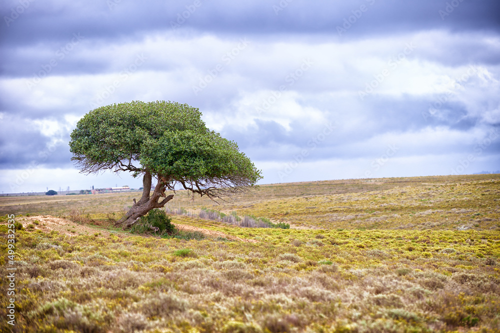 Tree of life A tree standing on a remote African landscape copyspace Tree of life A tree standing on a remote African landscape copyspace