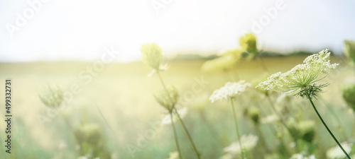 Field flowers with soft focus. Close up natural blurred background under sunlight .