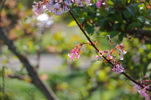 Delicate beauty