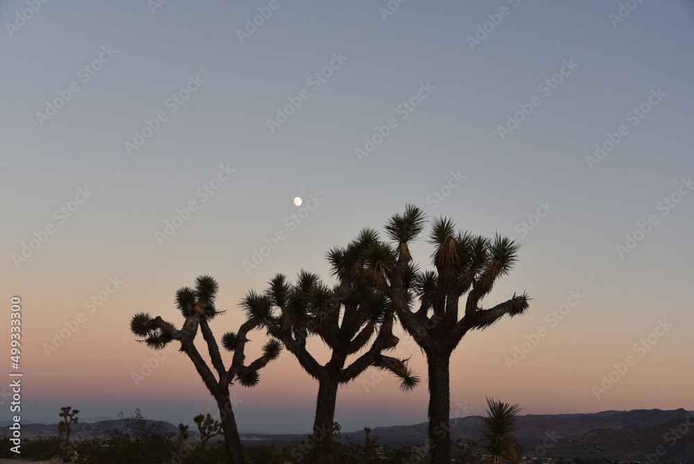 California- Joshua Tree Yucca Palm at Sunset and Moonrise