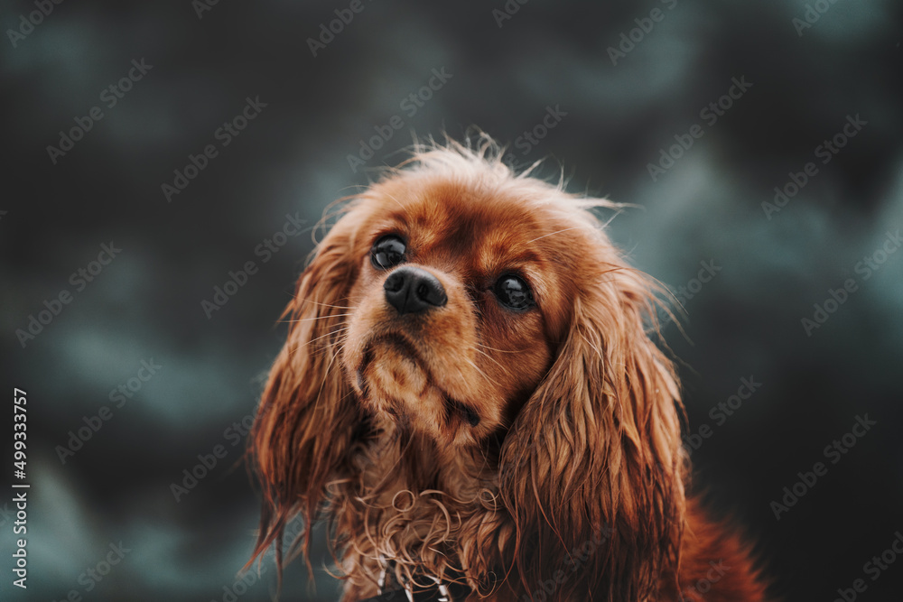 cavalier king charles spaniel