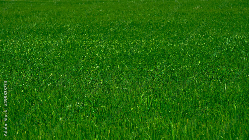Campo de cebada verde en fase de crecimiento concepto alimentación sana y superalimentos Campo de cebada verde en fase de crecimiento concepto alimentación sana y superalimentos