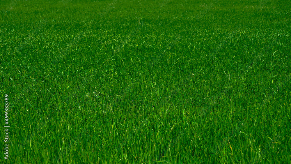 Campo de cebada verde en fase de crecimiento concepto alimentación sana y superalimentas Campo de cebada verde en fase de crecimiento concepto alimentación sana y superalimentas