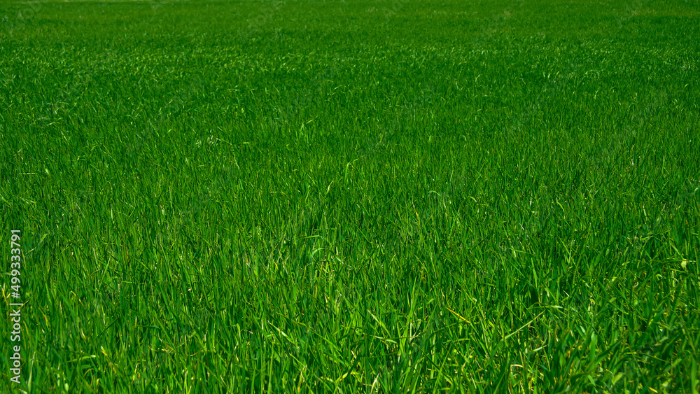 Campo de cebada verde en fase de crecimiento concepto alimentación sana y superalimentas 