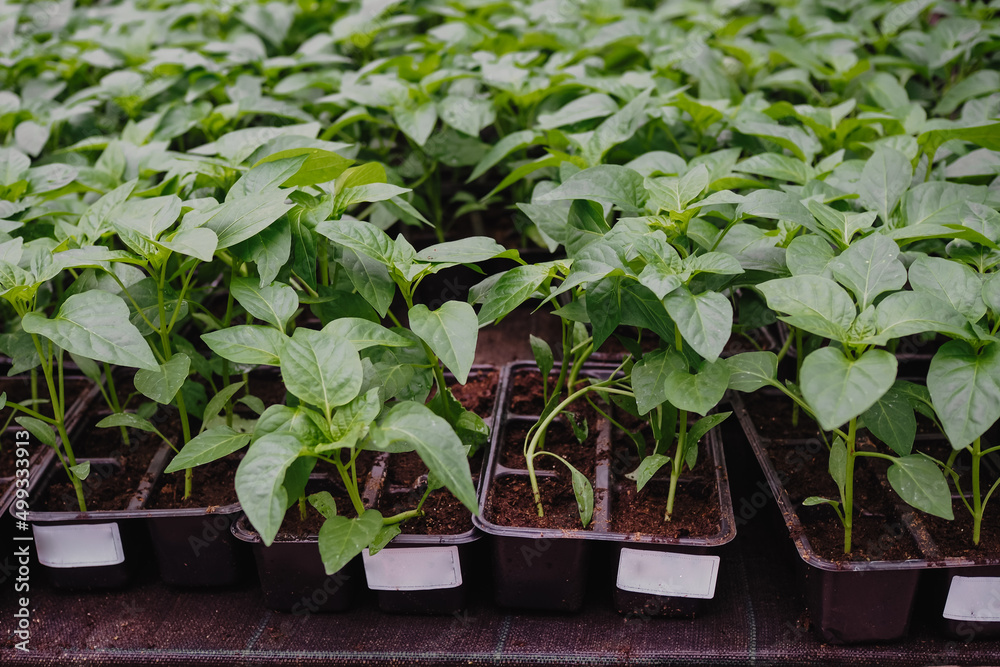 Pepper is growing in plastic pots. Green plants growing in a greenhouse