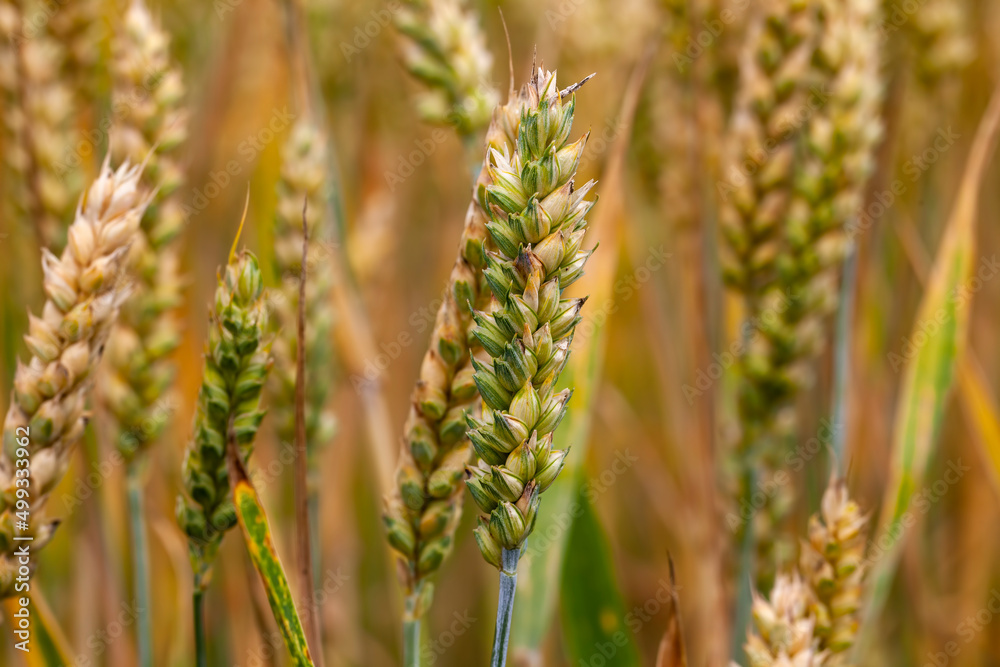 unripe dry wheat before the grain harvest