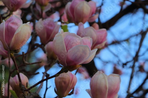 Love in pink and blue