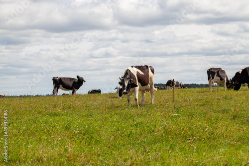 grazing a herd of cows in a field with green grass in summer © rsooll