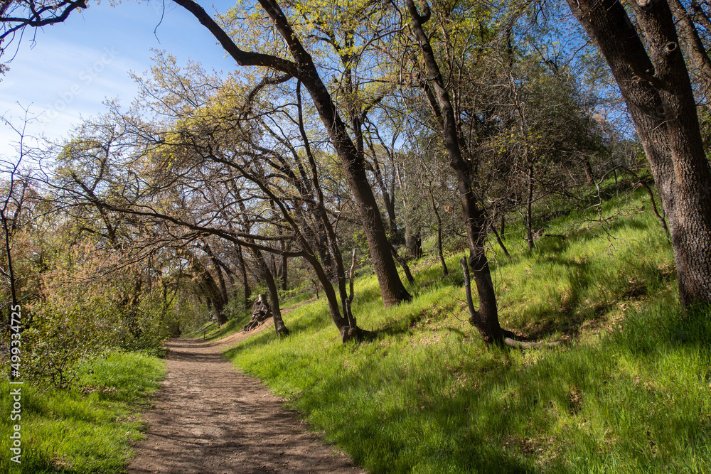 A Beautiful California Mountain Trail through a Natural Oak Tree Grove