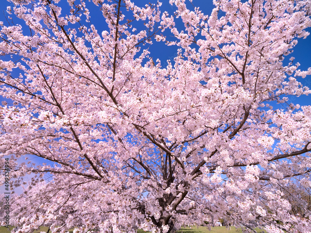 Obraz premium 青空とサクラの木