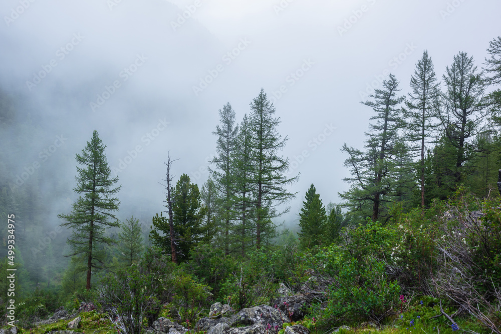 Obraz premium Atmospheric forest landscape with coniferous trees in low clouds in rainy weather. Bleak dense fog in dark forest under gray cloudy sky in rain. Mysterious scenery with coniferous forest in thick fog.