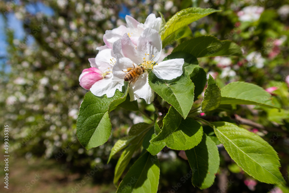 Fototapeta premium A California Apple Orchard in Spring Blossoming with Apple Flower Blooms and a Bee Pollinating the Flower
