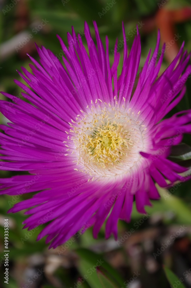 from the very morning a blooming flower pleases the world from the very morning a blooming flower pleases the world