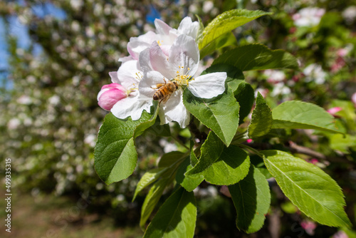 A California Apple Orchard in Spring Blossoming with Apple Flower Blooms and a Bee Pollinating the Flower