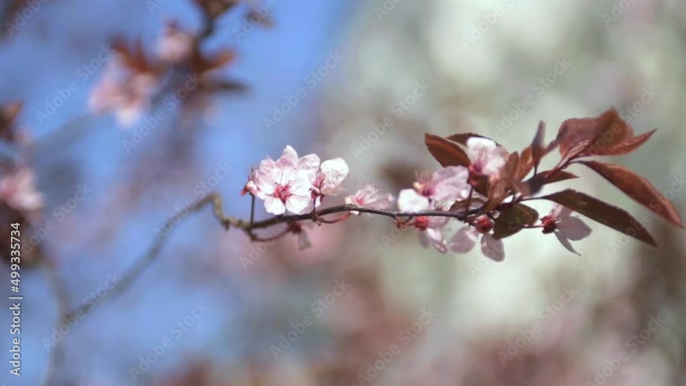 Blooming fruit trees. Blooming cherry flowers close up. spring background. Blooming fruit trees. Blooming cherry flowers close up. spring background.