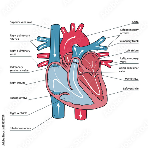 Anatomical scheme of human heart, blood flow directions