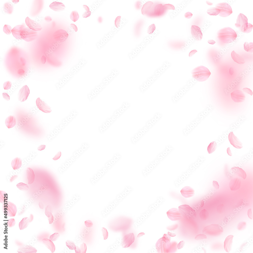 Sakura petals falling down. Romantic pink flowers vignette. Flying petals on white square background. Love, romance concept. Fresh wedding invitation.