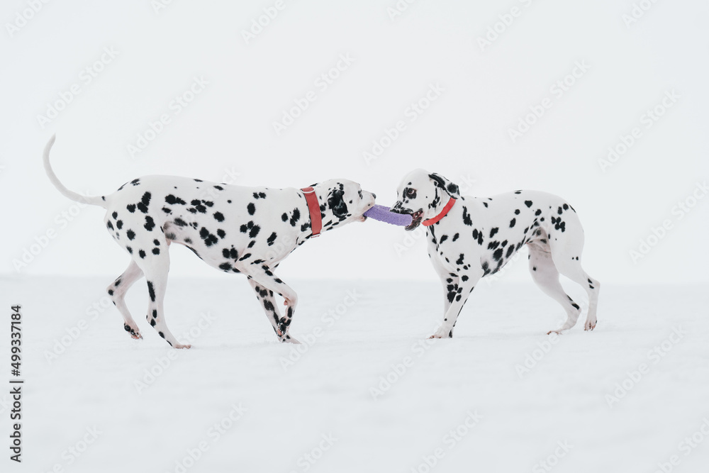dalmatian dog dalmatian dog