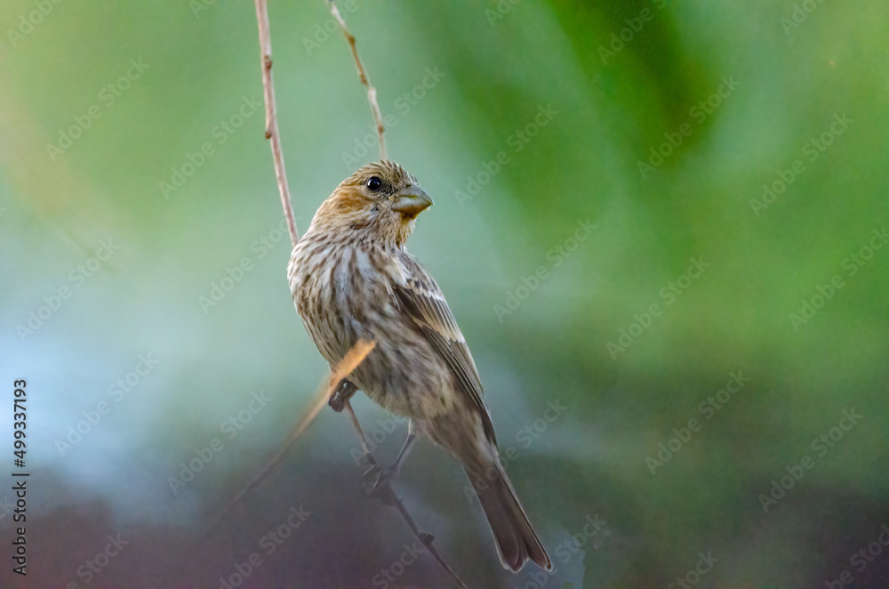 Fototapeta premium bird on branch with green background