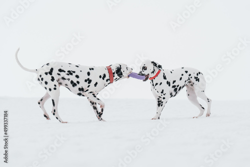 dalmatian dog