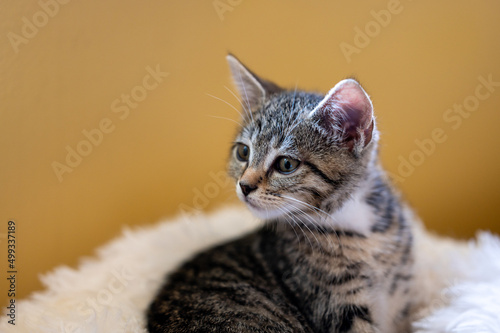 kitten on fluffy bed with gold background © Mary Lynn Strand