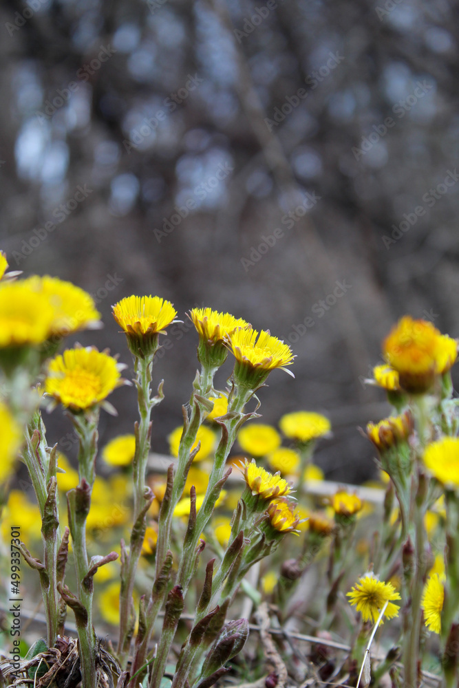 Obraz premium Yellow Wild Flowers