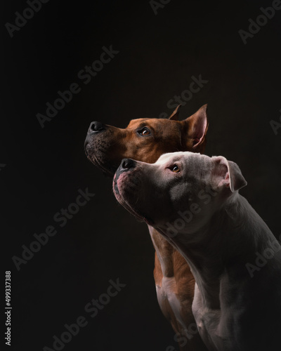 Photography portrait of a dog