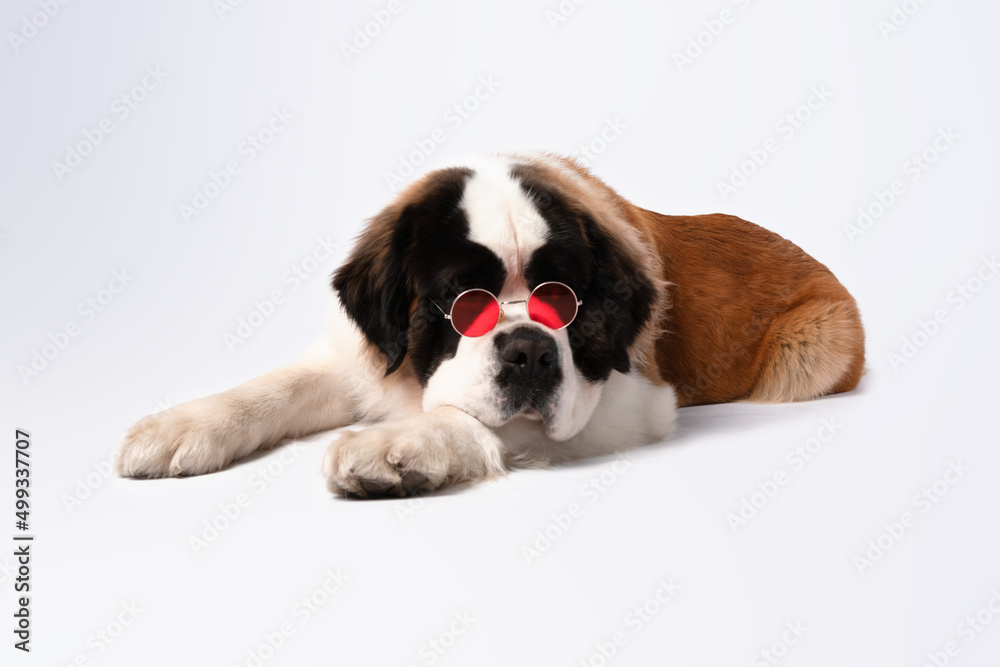 St. Bernard dog