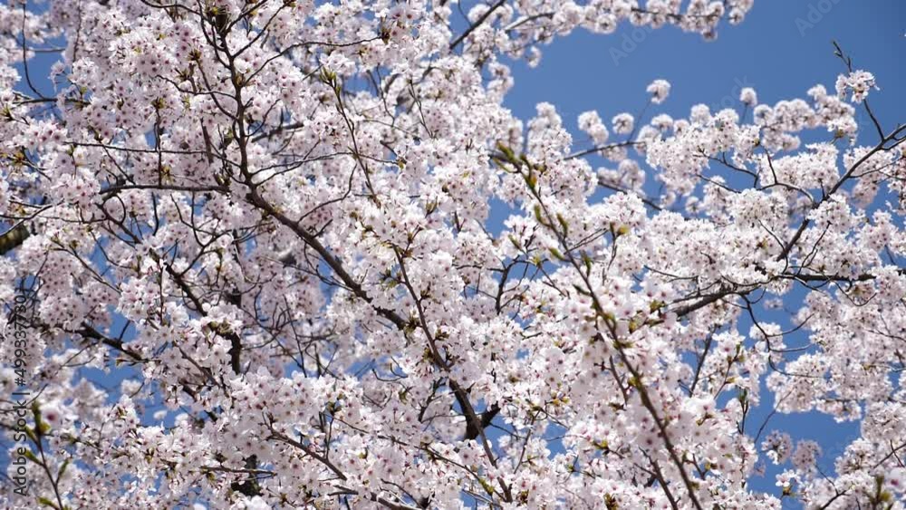 Cherry blossoms under the clear blue sky in spring. Sakura blossom. Full bloom. High quality FullHD footage Cherry blossoms under the clear blue sky in spring. Sakura blossom. Full bloom. High quality FullHD footage