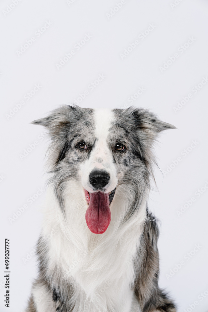 border collie dog