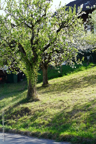 Blossoming tree in a swiss garden, Faulensee