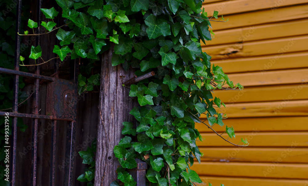 Yellow wall & house siding. Plants and vine