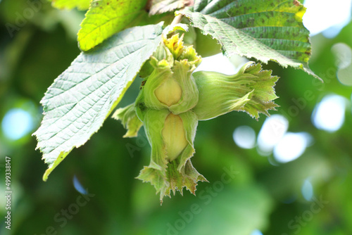 A hazelnut tree in the province of Ordu, famous for its hazelnuts in Turkey. Young hazelnut, green hazelnut, fresh hazelnut newly growing on the tree photo