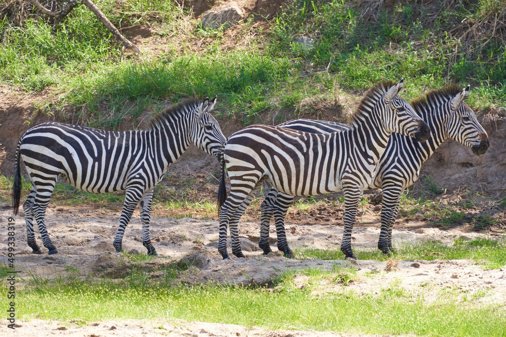 Tarengire National Park safari
Tarengire National Park safari