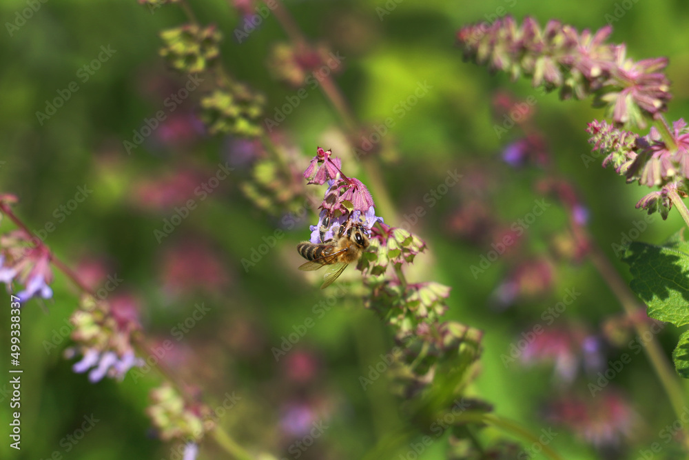 Salvia verticillata - wild plant. Plant blooming in summer. honey bee collecting pollen from flowers Salvia verticillata - wild plant. Plant blooming in summer. honey bee collecting pollen from flowers