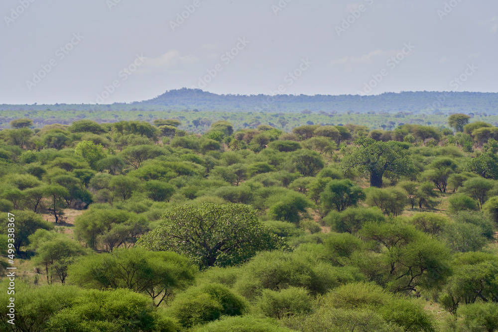 Obraz premium Tarengire National Park safari 