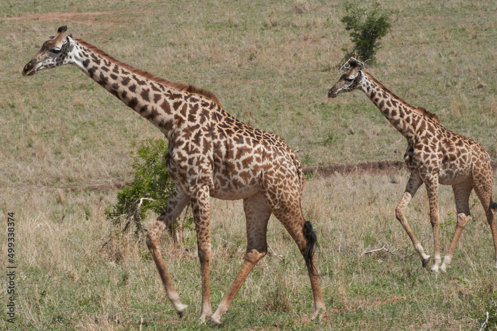 Obraz premium Tarengire National Park safari