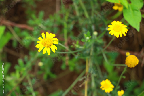 Yellow daisy flower that grows naturally in Ordu province of Turkey. photo
