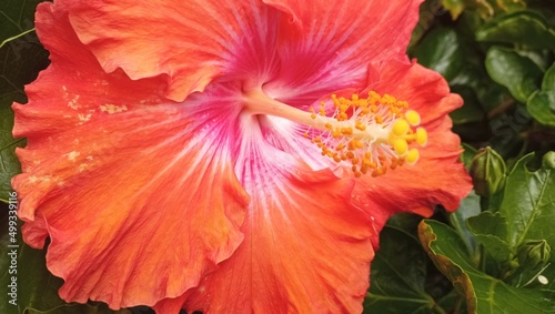 Wallpaper Mural Flowers Torontodigital.ca