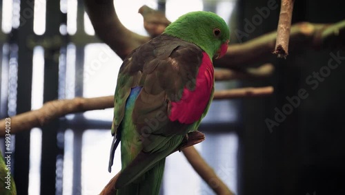 Red-winged parrot (Aprosmictus erythropterus) in captivity photo